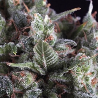 Olympia (Pyramid Seeds) Feminiserade