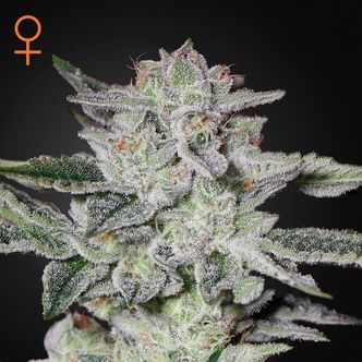 Sweet Valley Kush (Greenhouse Seeds) Feminiserade