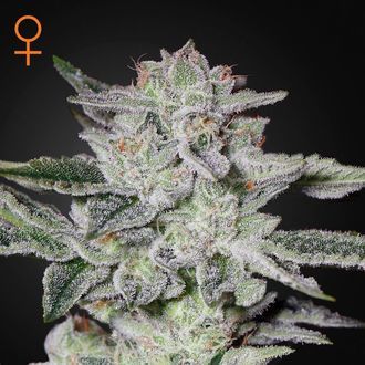 Sweet Valley Kush (Greenhouse Seeds) Feminiserade