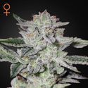 Sweet Valley Kush (Greenhouse Seeds) Feminiserade