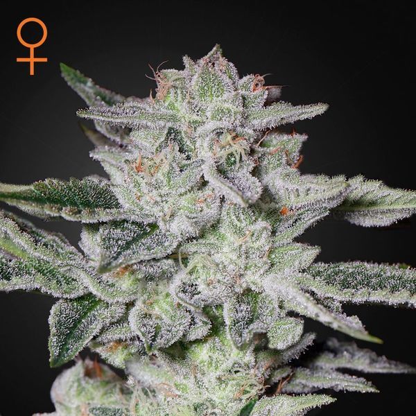 Sweet Valley Kush (Greenhouse Seeds) Feminiserade