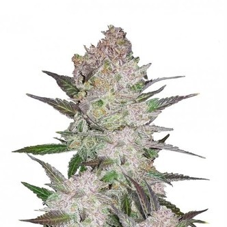 Cream Cookies (FastBuds) Feminiserade