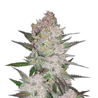 Cream Cookies Auto (FastBuds) Feminiserade
