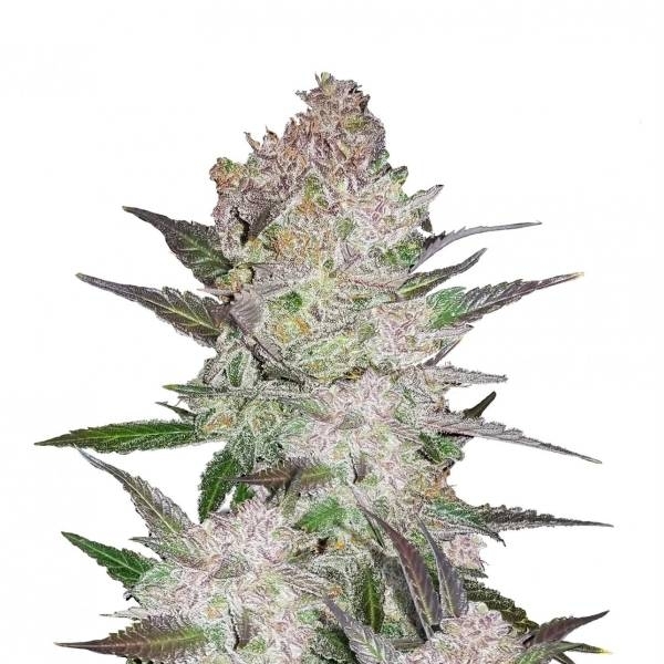 Cream Cookies Auto (FastBuds) Feminiserade