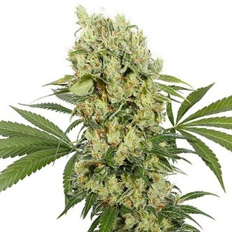 Buddha Medikit (Buddha Seeds) Feminiserade