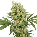 Medikit (Buddha Seeds) Feminiserade