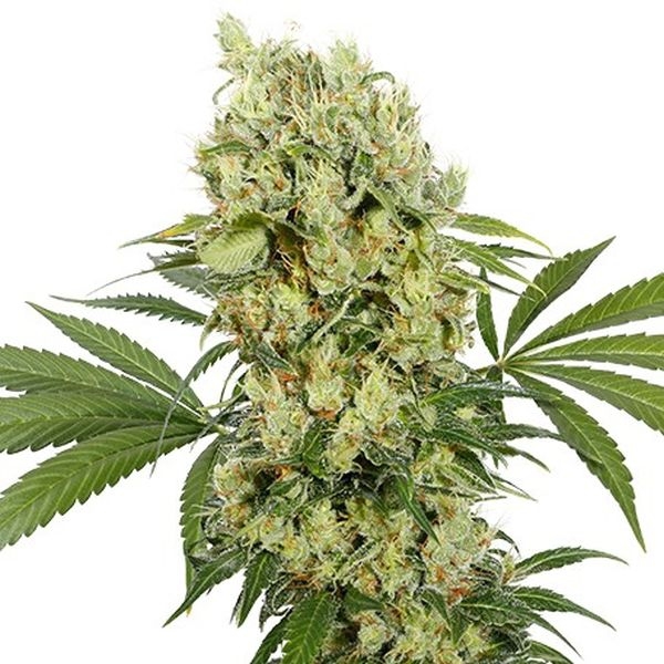 Medikit (Buddha Seeds) Feminiserade