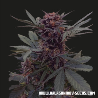 Babushka Black Auto (Kalashnikov Seeds) Feminiserade