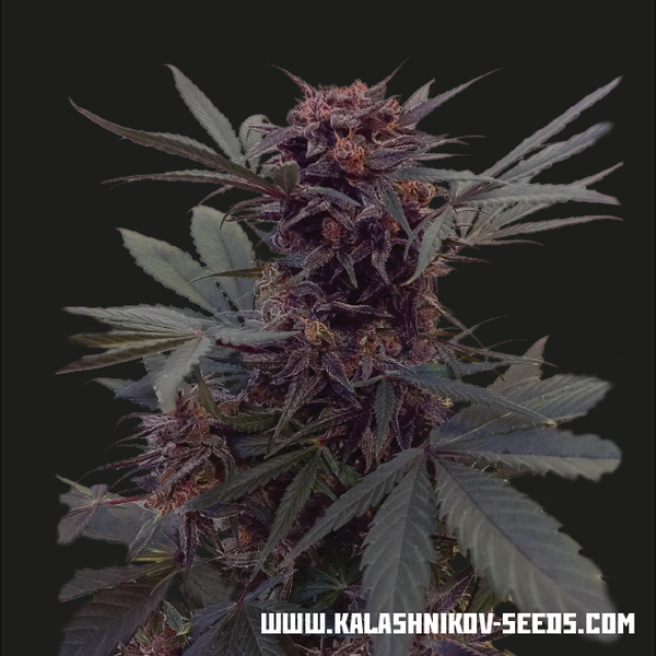 Babushka Black Auto (Kalashnikov Seeds) Feminiserade