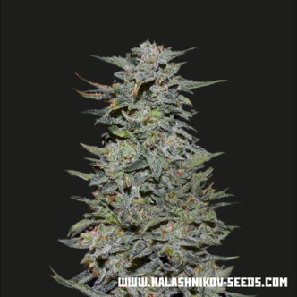 Boy Scout Cookies (Kalashnikov Seeds) Feminiserade