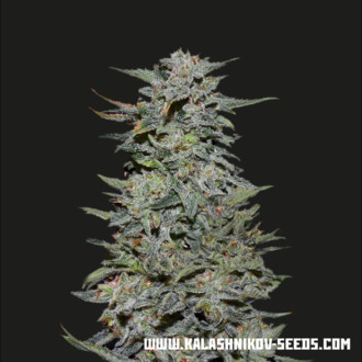 Boy Scout Cookies (Kalashnikov Seeds) Feminiserade
