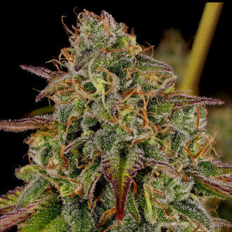 Bruce Banner 3 (Zamnesia Seeds) Feminiserade