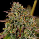 Bruce Banner 3 (Zamnesia Seeds) Feminiserade