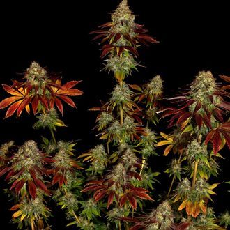 Bruce Banner 3 (Zamnesia Seeds) Feminiserade