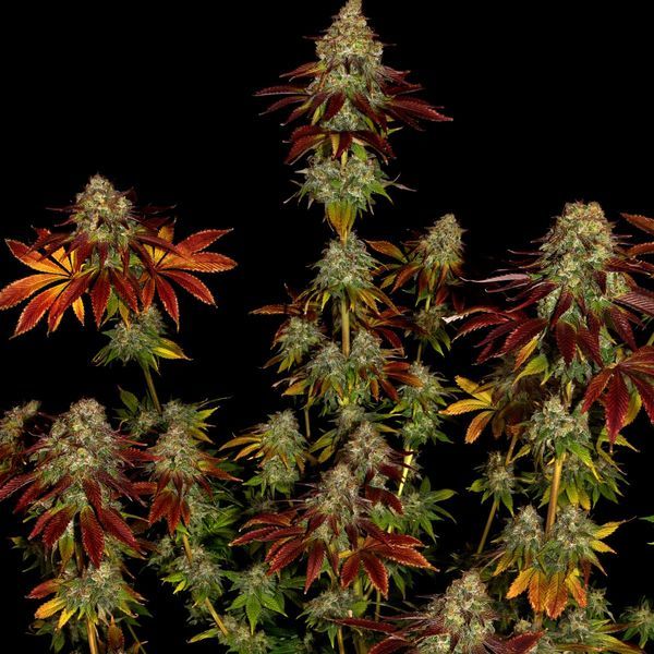 Bruce Banner 3 (Zamnesia Seeds) Feminiserade