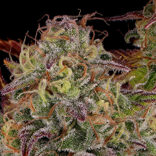 Bruce Banner 3 (Zamnesia Seeds) Feminiserade
