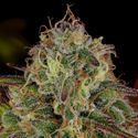 Bruce Banner 3 (Zamnesia Seeds) Feminiserade