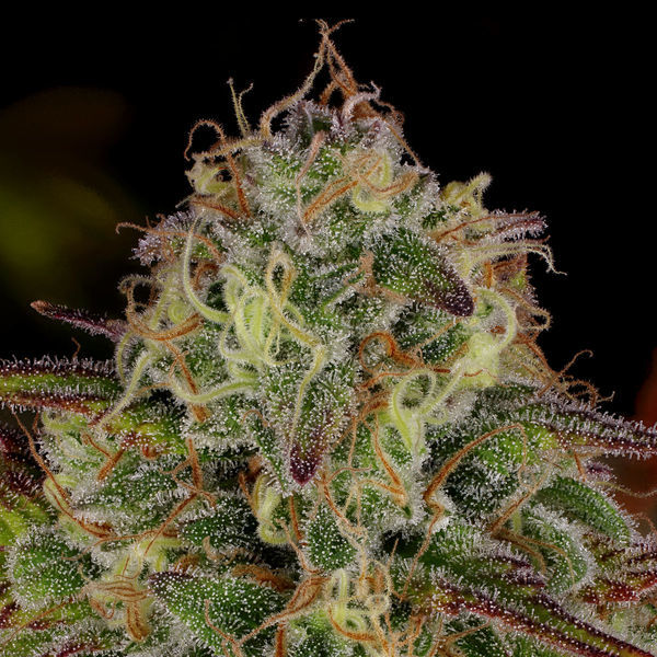 Bruce Banner 3 (Zamnesia Seeds) Feminiserade
