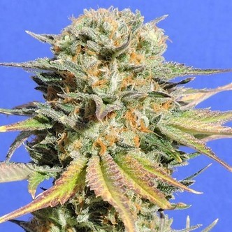 Bruce Banner 3 (Original Sensible Seeds) feminiserade cannabisfr&ouml;n