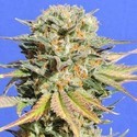 Bruce Banner 3 (Original Sensible) Feminiserade