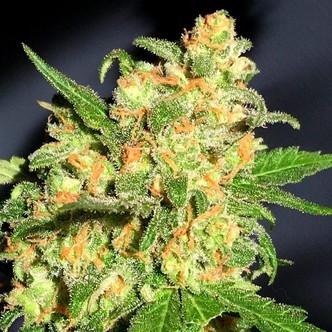 Bruce Banner (BSB Genetics) Feminiserade cannabisfr&ouml;n