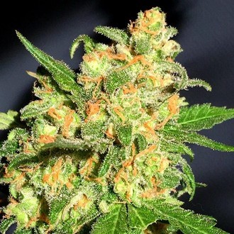 Bruce Banner (BSB Genetics) Feminiserade