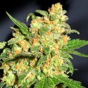 Bruce Banner (BSB Genetics) Feminiserade