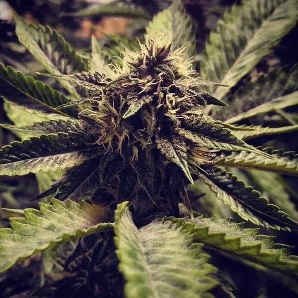 Cali Cherry Pie (BSB Genetics) Feminiserade