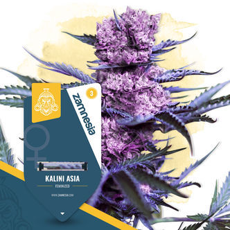 Kalini Asia (Zamnesia Seeds) Feminiserade
