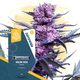 Kalini Asia (Zamnesia Seeds) Feminiserade