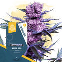 Kalini Asia (Zamnesia Seeds) Feminiserade