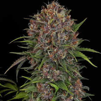 Kalini Asia (Zamnesia Seeds) Feminiserade