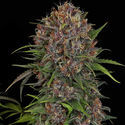 Kalini Asia (Zamnesia Seeds) Feminiserade