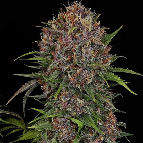 Kalini Asia (Zamnesia Seeds) Feminiserade