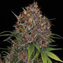 Kalini Asia (Zamnesia Seeds) Feminiserade