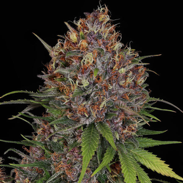 Kalini Asia (Zamnesia Seeds) Feminiserade