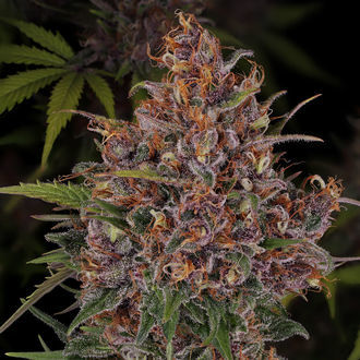 Kalini Asia (Zamnesia Seeds) Feminiserade