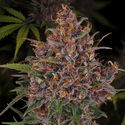 Kalini Asia (Zamnesia Seeds) Feminiserade
