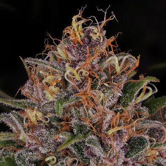 Kalini Asia (Zamnesia Seeds) Feminiserade