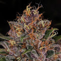 Kalini Asia (Zamnesia Seeds) Feminiserade