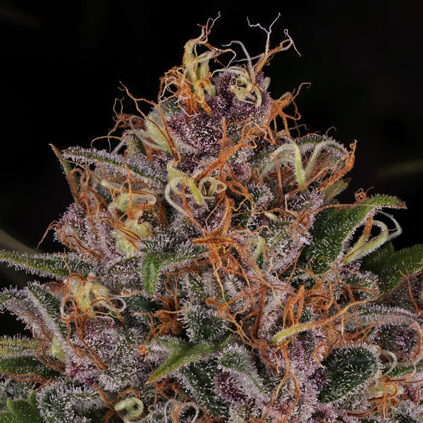 Kalini Asia (Zamnesia Seeds) Feminiserade