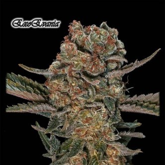 ExoEva (GeneSeeds) feminiserade cannabisfr&ouml;n