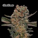 ExoEvania (GeneSeeds) Feminiserade