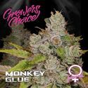 Monkey Glue (Growers Choice) Feminiserade