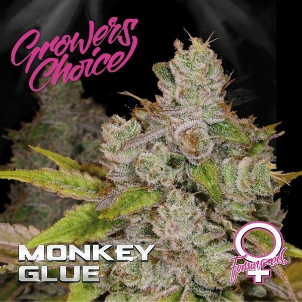 Monkey Glue (Growers Choice) Feminiserade