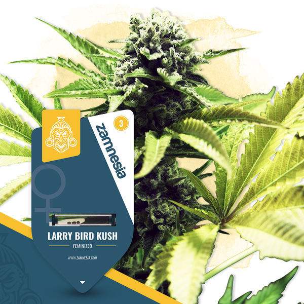 Larry Bird Kush (Zamnesia Seeds) Feminiserade