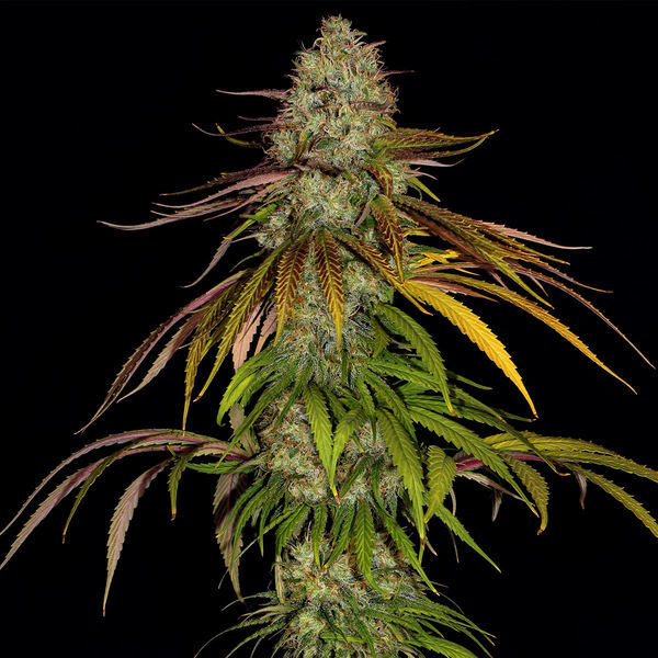Larry Bird Kush (Zamnesia Seeds) Feminiserade
