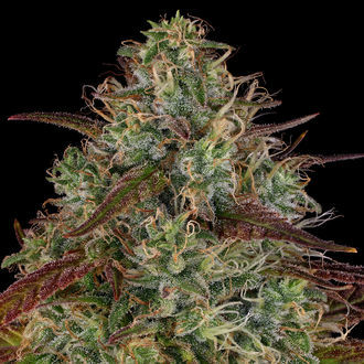 Larry Bird Kush (Zamnesia Seeds) Feminiserade