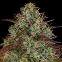Larry Bird Kush (Zamnesia Seeds) Feminiserade