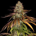 Larry Bird Kush (Zamnesia Seeds) Feminiserade